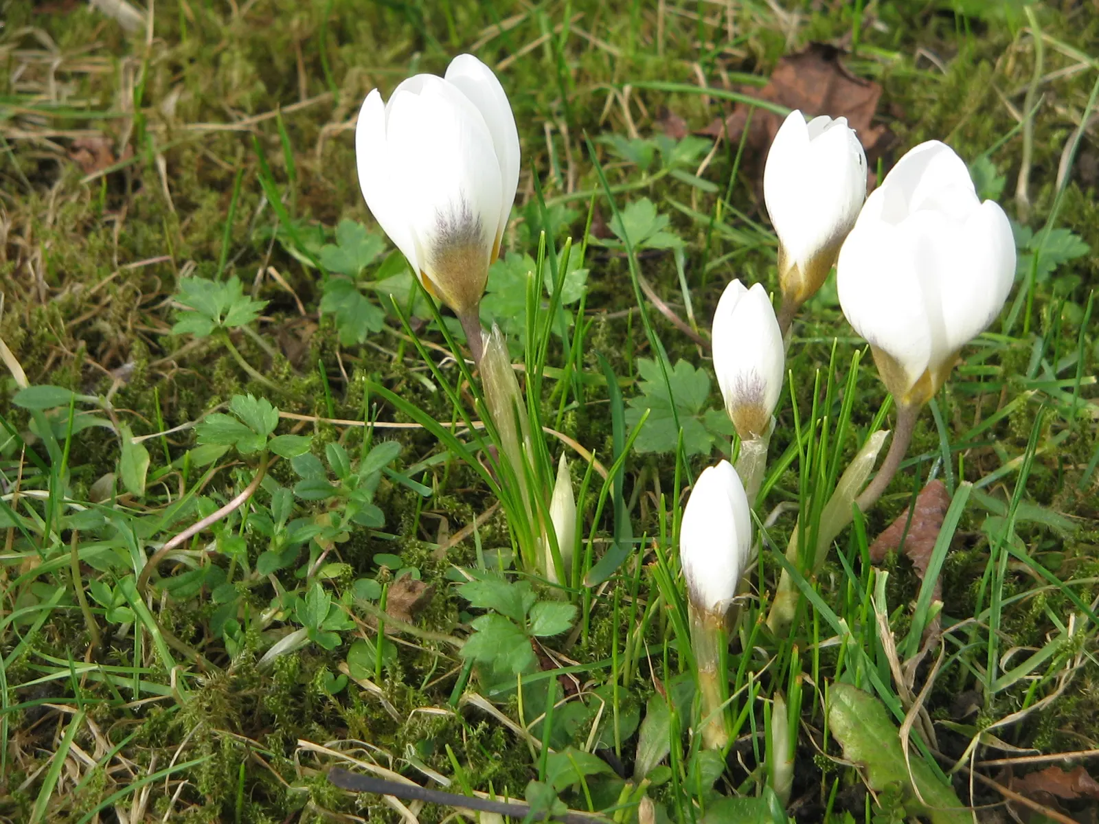 Snow Crocus (Crocus Chrysanthus) — The flowers come in a splendid array, image 53
