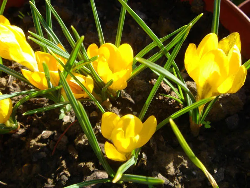 Snow Crocus (Crocus Chrysanthus) — making a striking appearance often while the last traces of winter snow are still visible; the flowers come in a, image 134