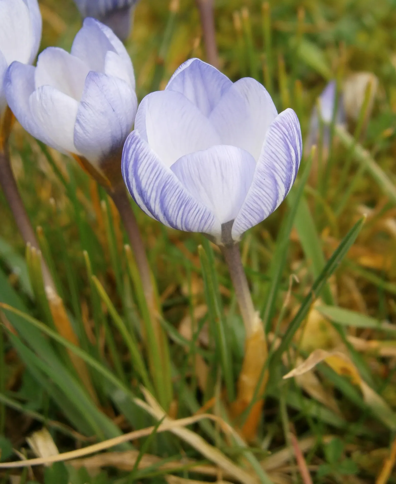 Snow Crocus (Crocus Chrysanthus) — these low-maintenance flowers are also resistant to deer and attract early pollinators like bees; the flowers, image 122