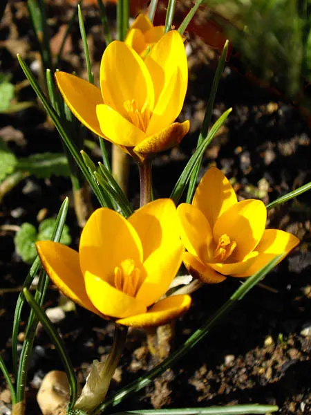 Snow Crocus (Crocus Chrysanthus) — these low-maintenance flowers are also resistant to deer and attract early pollinators like bees; the flowers come in a