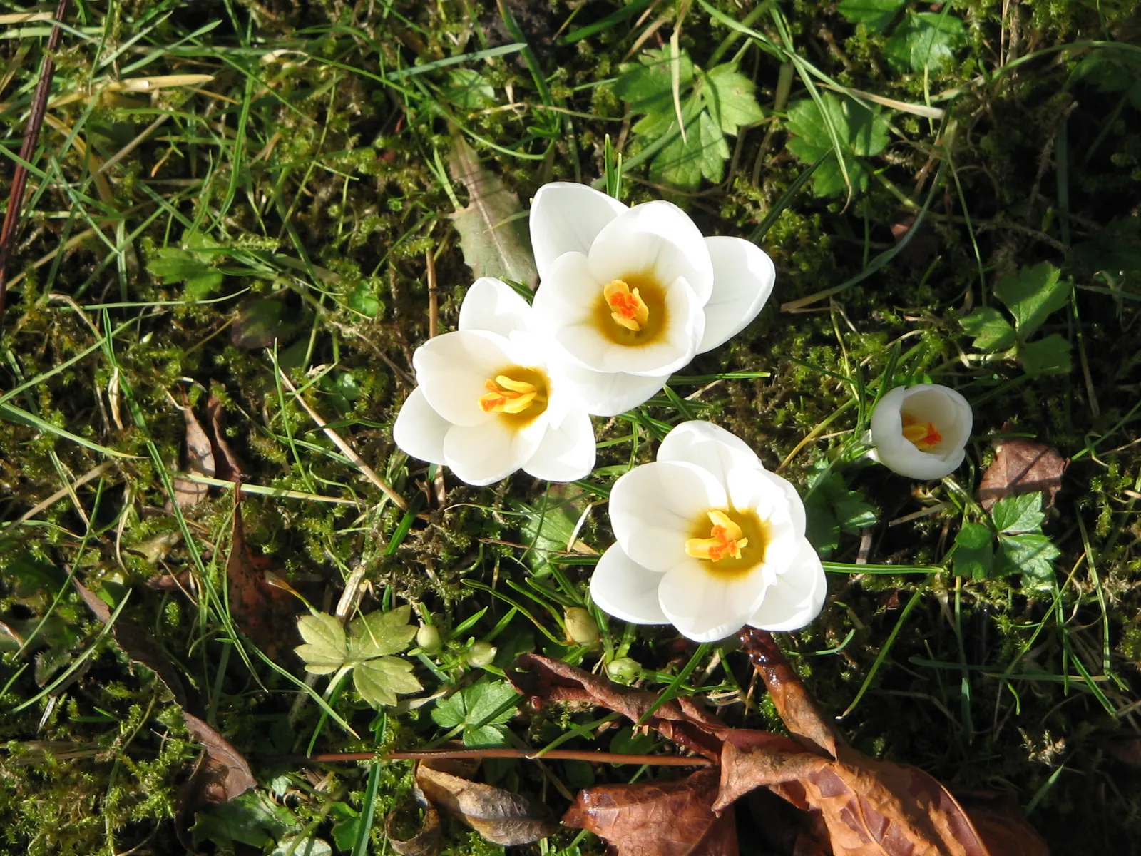 Snow Crocus (Crocus Chrysanthus) — is a delightful harbinger of spring; plant bulbs at a depth of 3 inches, in well-drained soil for a splash of, image 91