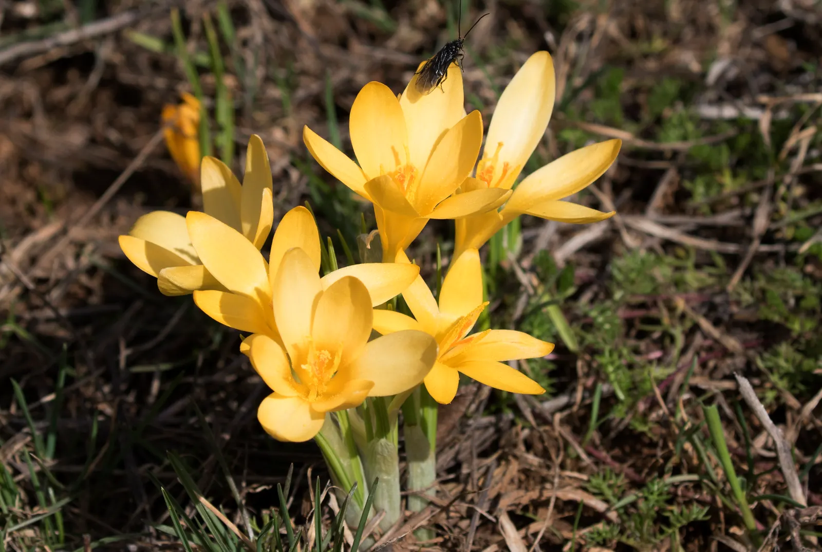 Snow Crocus (Crocus Chrysanthus) — bulb for full or half; contributing to a thriving ecosystem within your client's garden sanctuary, image 105