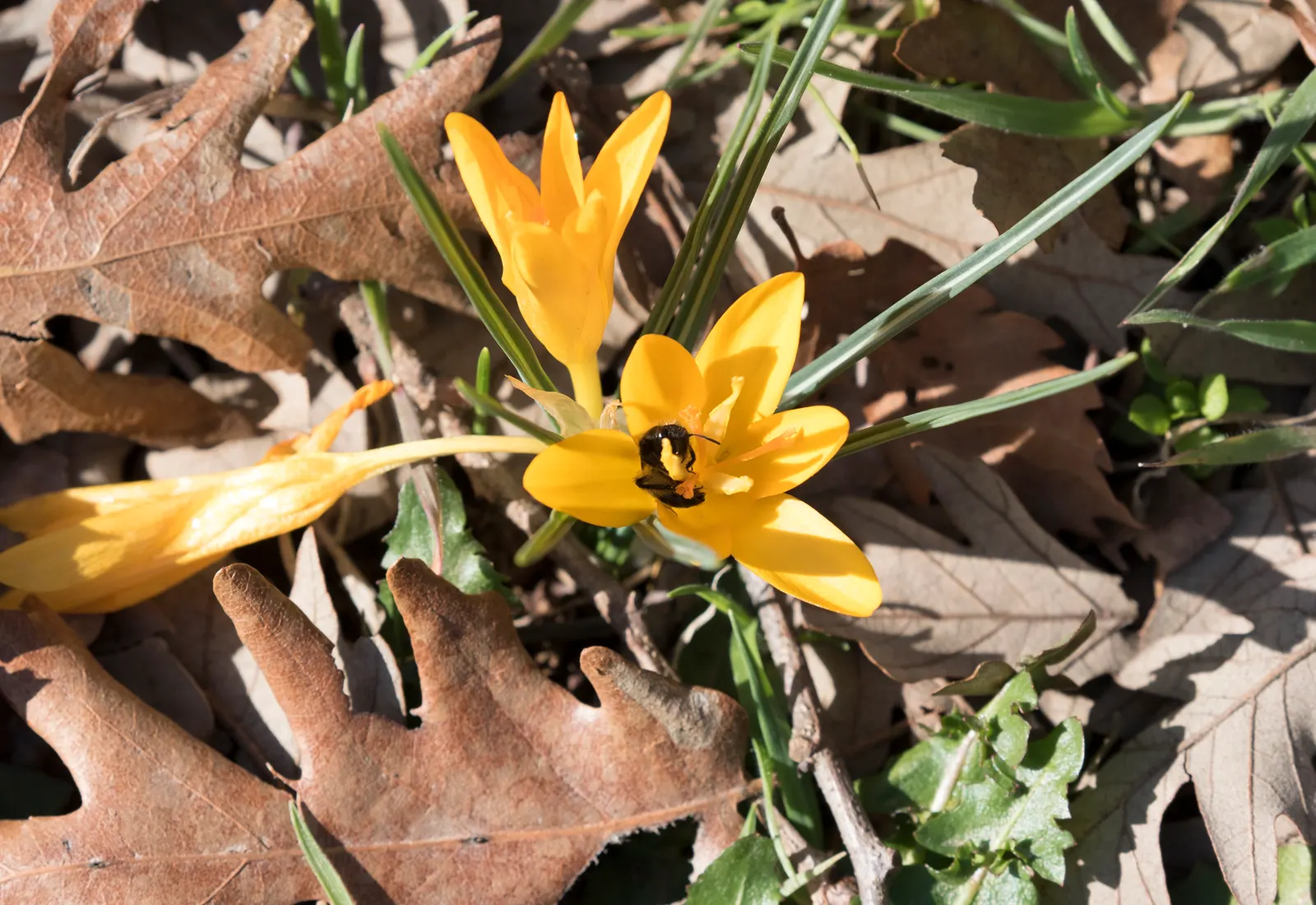 Snow Crocus (Crocus Chrysanthus) — silvery or golden throated center; plant bulbs at a depth of 3 inches, in well-drained soil for a splash of color