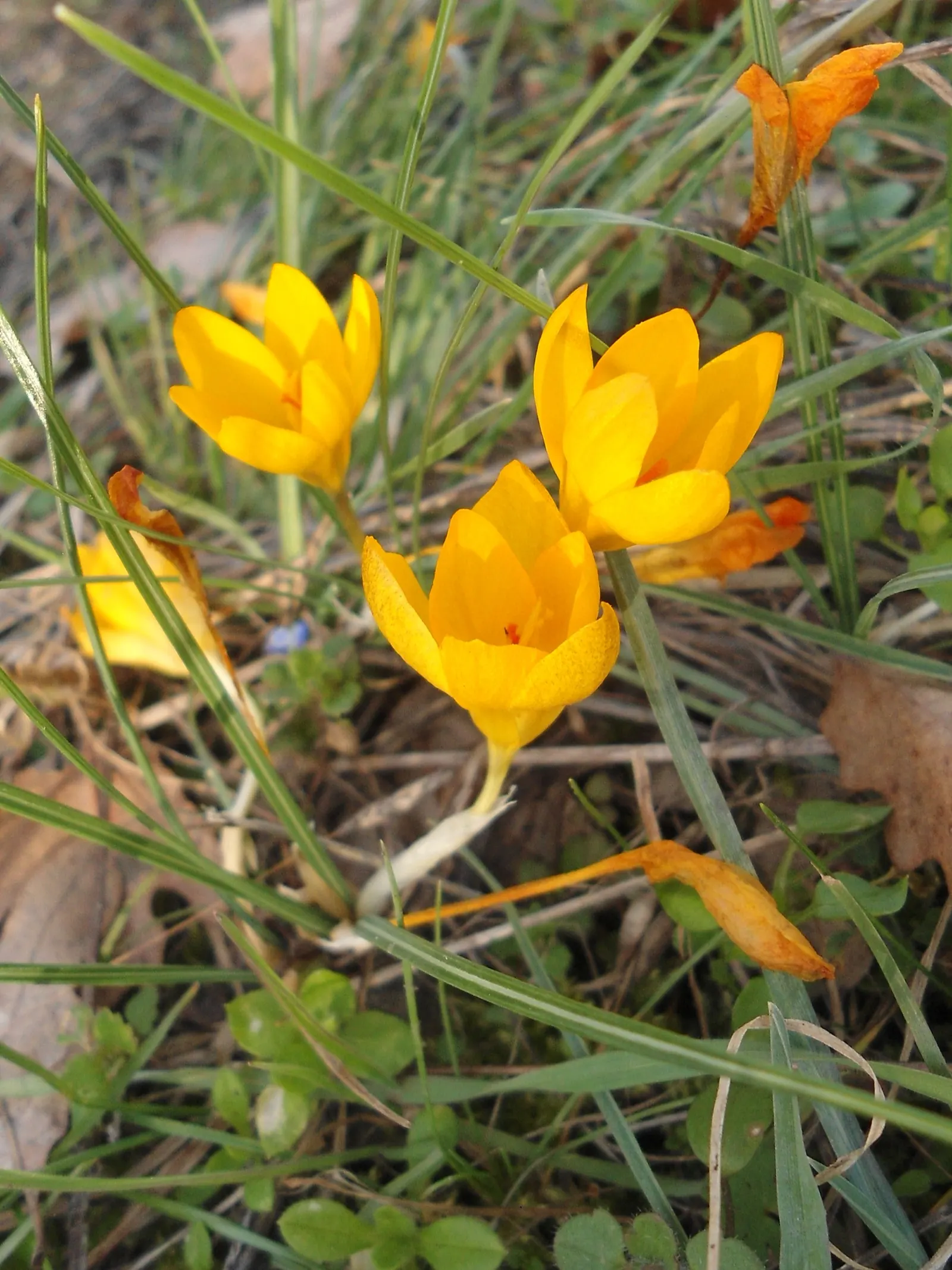 Snow Crocus (Crocus Chrysanthus) — contributing to a thriving ecosystem within your client's garden sanctuary, image 123