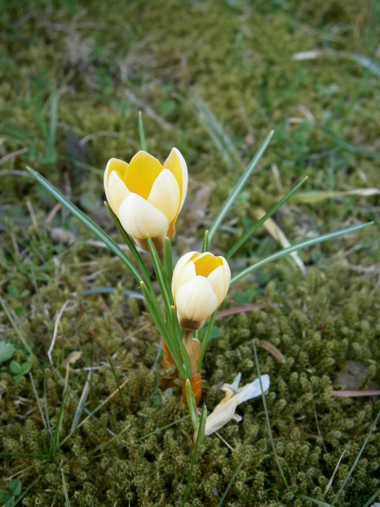 Snow Crocus (Crocus Chrysanthus) — Ideal for rock gardens and naturalizing; the flowers come in a splendid array