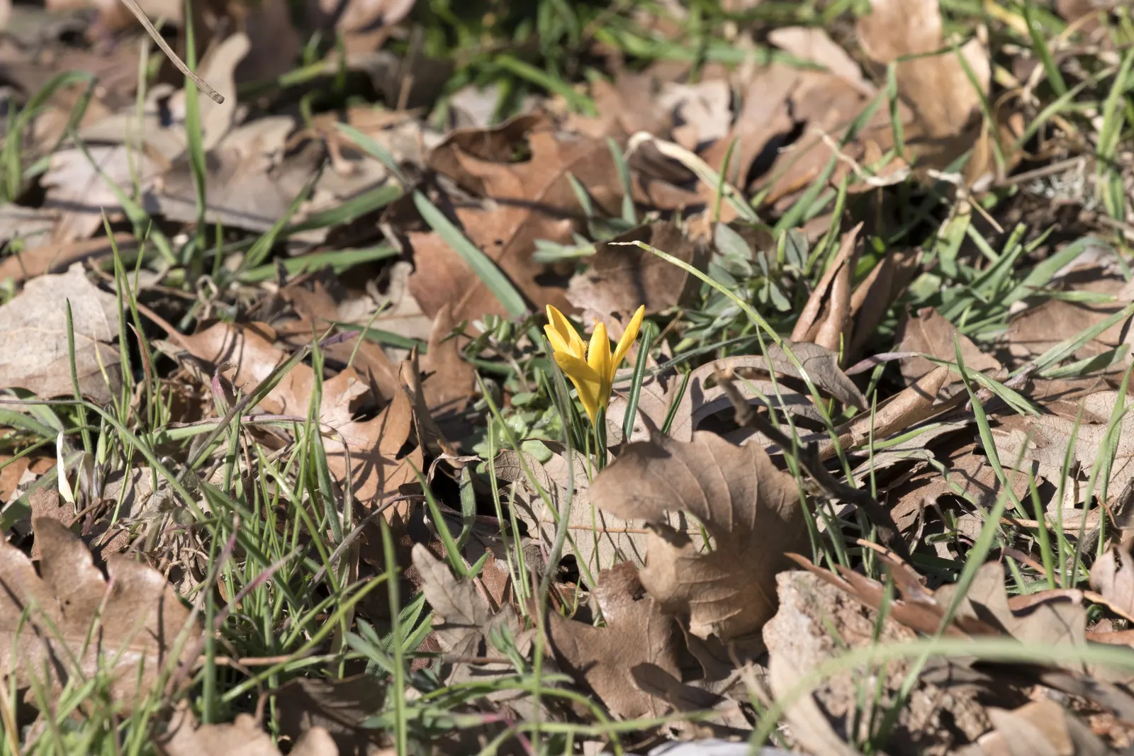 Snow Crocus (Crocus Chrysanthus) — Plant bulbs at a depth of 3 inches, in well-drained soil for a splash of color