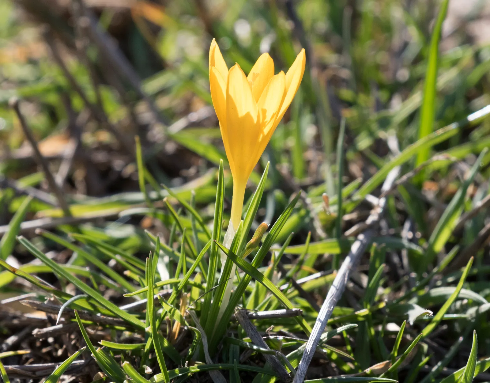 Snow Crocus (Crocus Chrysanthus) — bulb with lavender and purple and white and yellow blooms; the flowers come in a splendid array