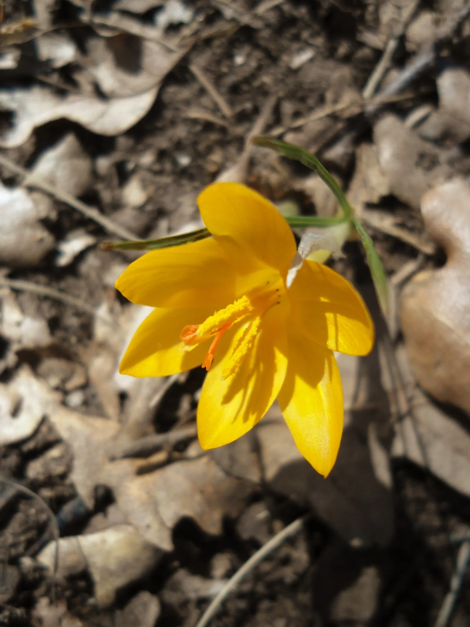 Snow Crocus (Crocus Chrysanthus) — making a striking appearance often while the last traces of winter snow are still visible; the flowers come in a splendid