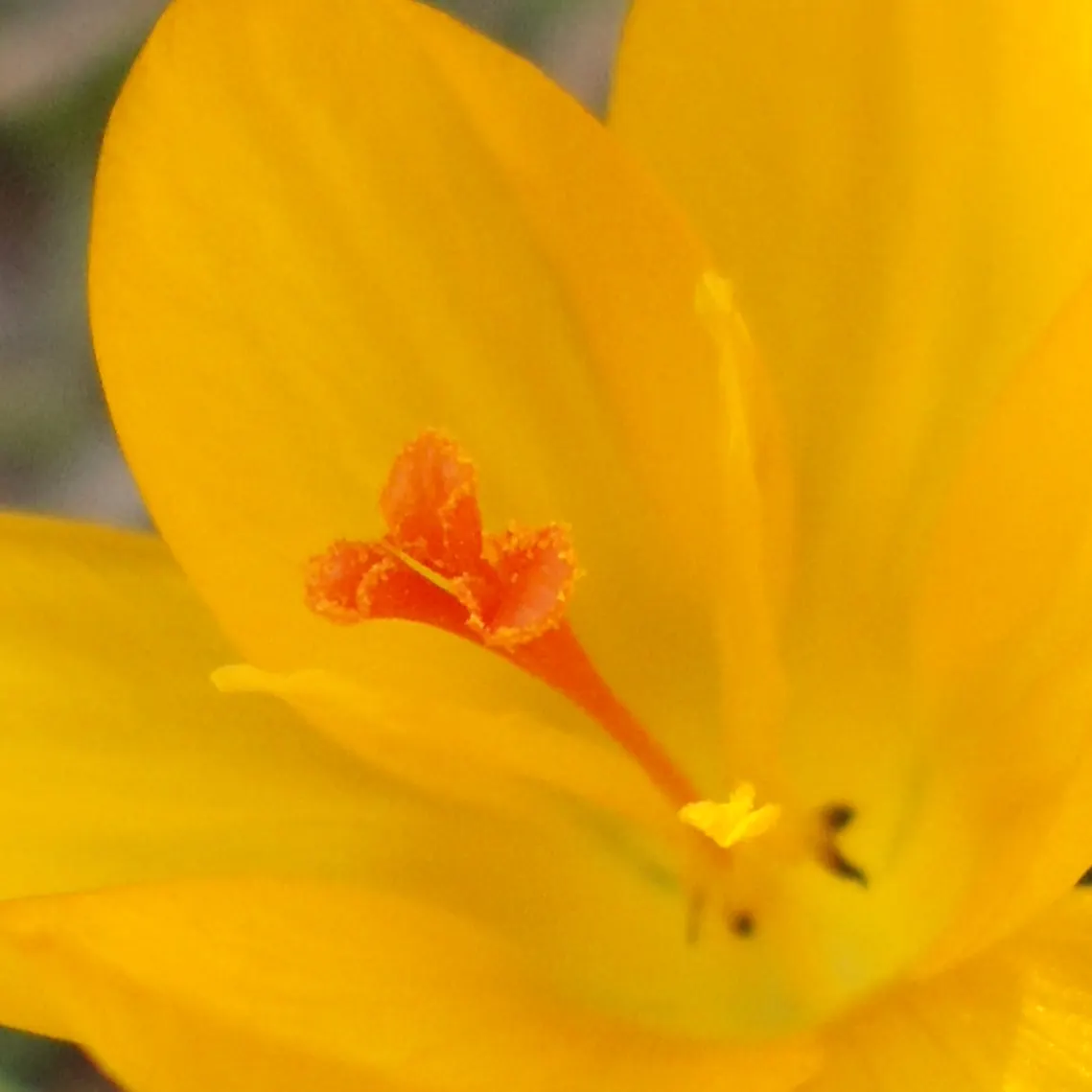 Snow Crocus (Crocus Chrysanthus) — scientifically named Crocus chrysanthus; contributing to a thriving ecosystem within your client's garden, image 48