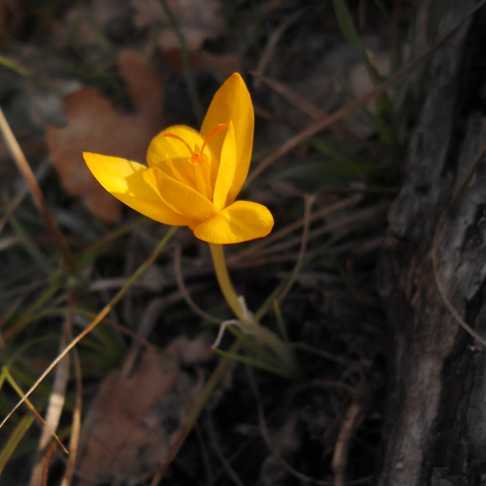 Snow Crocus (Crocus Chrysanthus) — Ideal for rock gardens and naturalizing; the flowers come in a splendid array, image 110