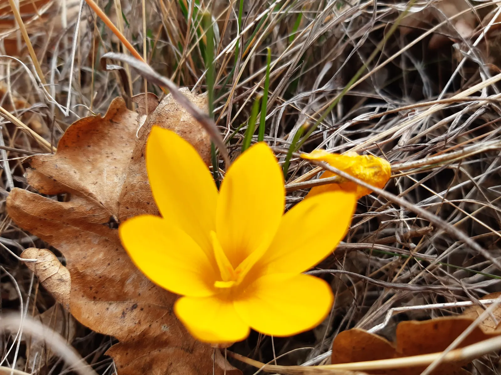 Snow Crocus (Crocus Chrysanthus) — making it ideal for planting in rock gardens