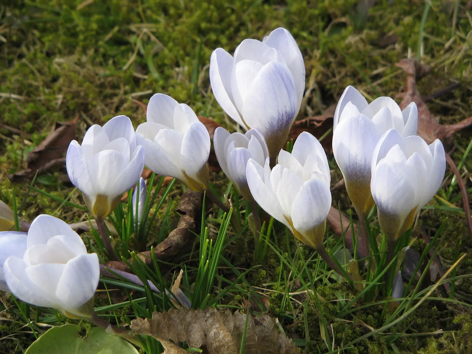 Snow Crocus (Crocus Chrysanthus) — making it ideal for planting in rock gardens; plant bulbs at a depth of 3 inches, in well-drained soil for a, image 136