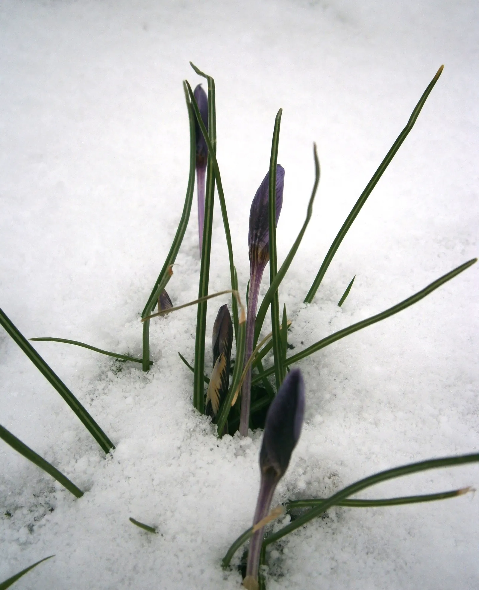 Snow Crocus (Crocus Chrysanthus) — They are best planted in clusters or drifts; plant bulbs at a depth of 3 inches, in well-drained soil for a, image 163