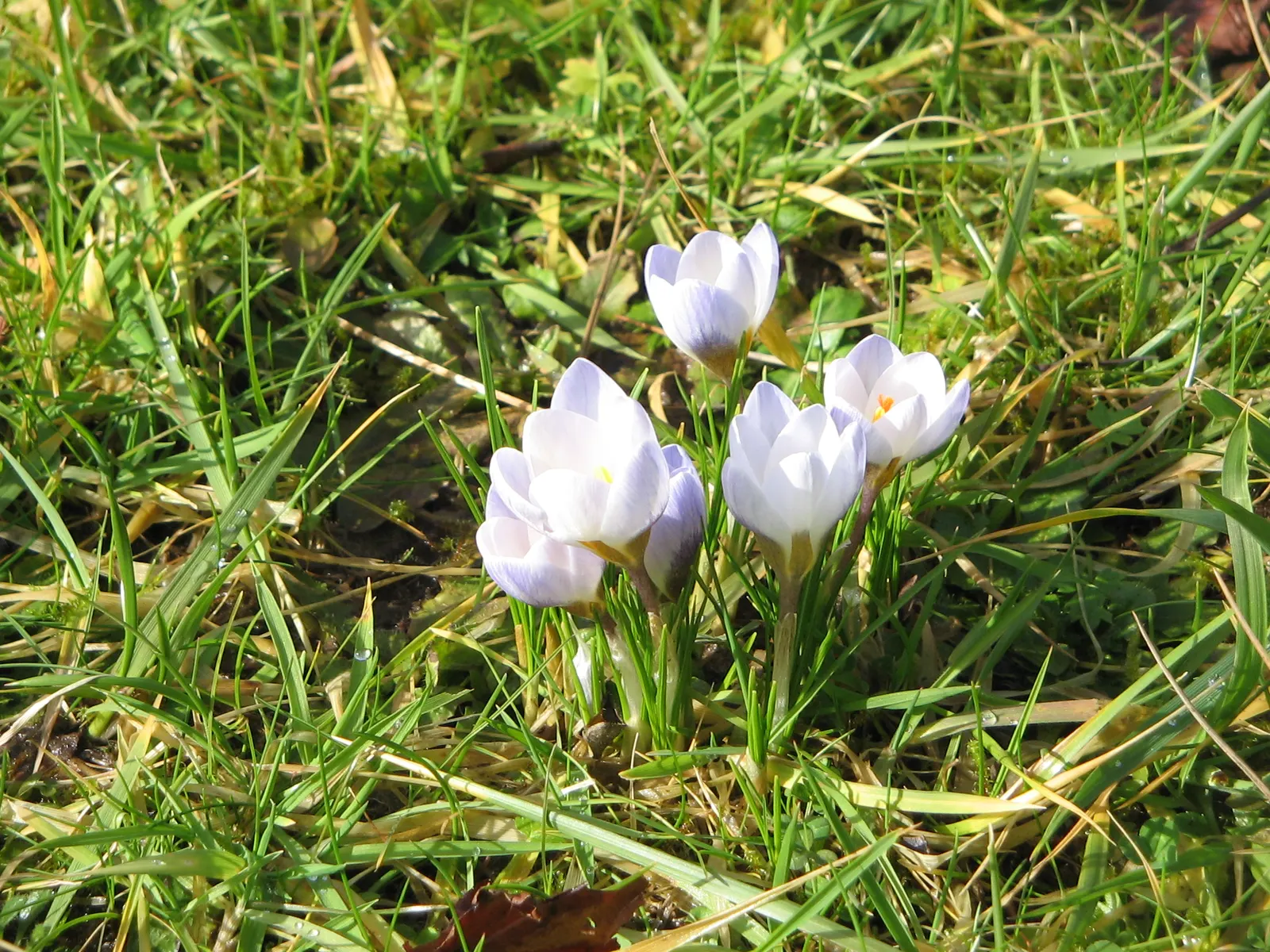 Snow Crocus (Crocus Chrysanthus) — is a delightful harbinger of spring