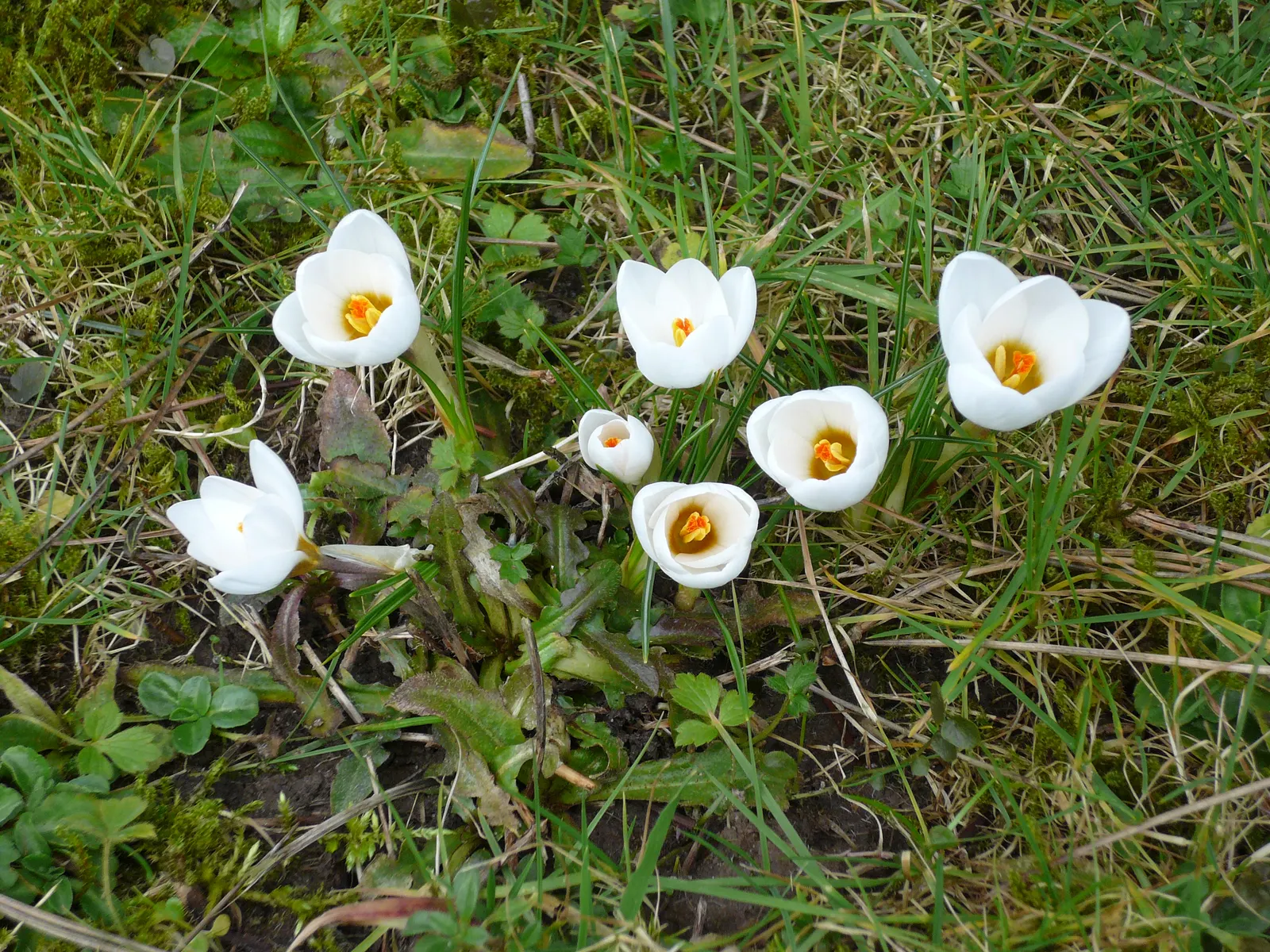 Snow Crocus (Crocus Chrysanthus) — They are best planted in clusters or drifts; plant bulbs at a depth of 3 inches, in well-drained soil for a, image 142