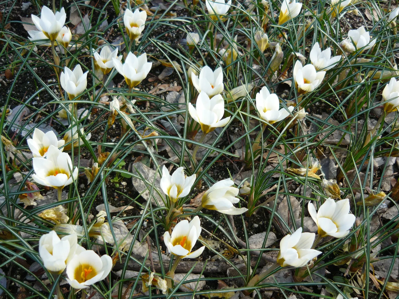 Snow Crocus (Crocus Chrysanthus) — reaching a height of 3-4 inches; the flowers come in a splendid array, image 149