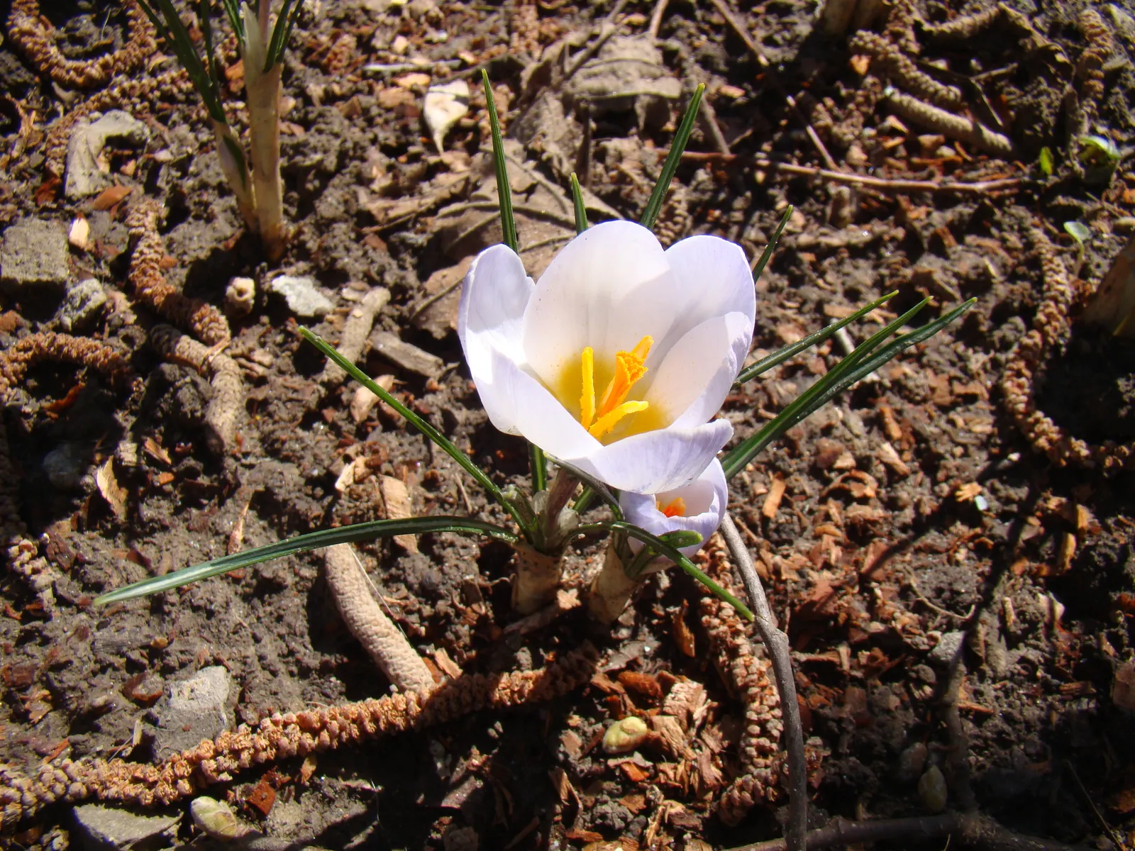Snow Crocus (Crocus Chrysanthus) — these low-maintenance flowers are also resistant to deer and attract early pollinators like bees; the flowers, image 164