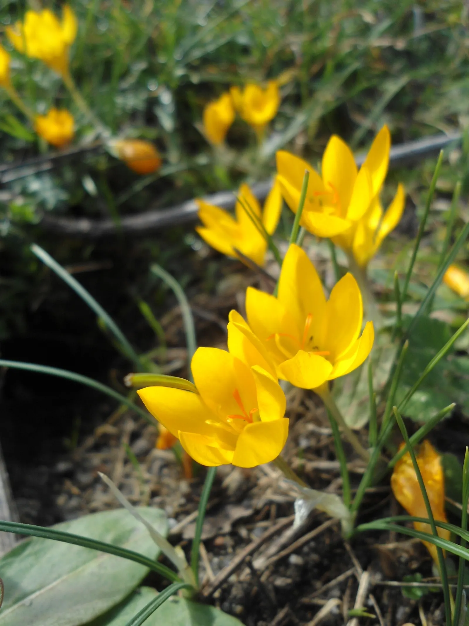 Snow Crocus (Crocus Chrysanthus) — these low-maintenance flowers are also resistant to deer and attract early pollinators like bees; the flowers, image 59