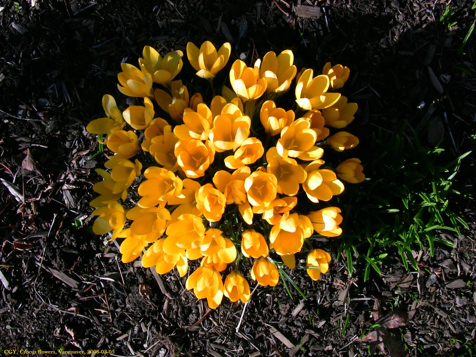 Snow Crocus (Crocus Chrysanthus) — these low-maintenance flowers are also resistant to deer and attract early pollinators like bees; the flowers, image 80