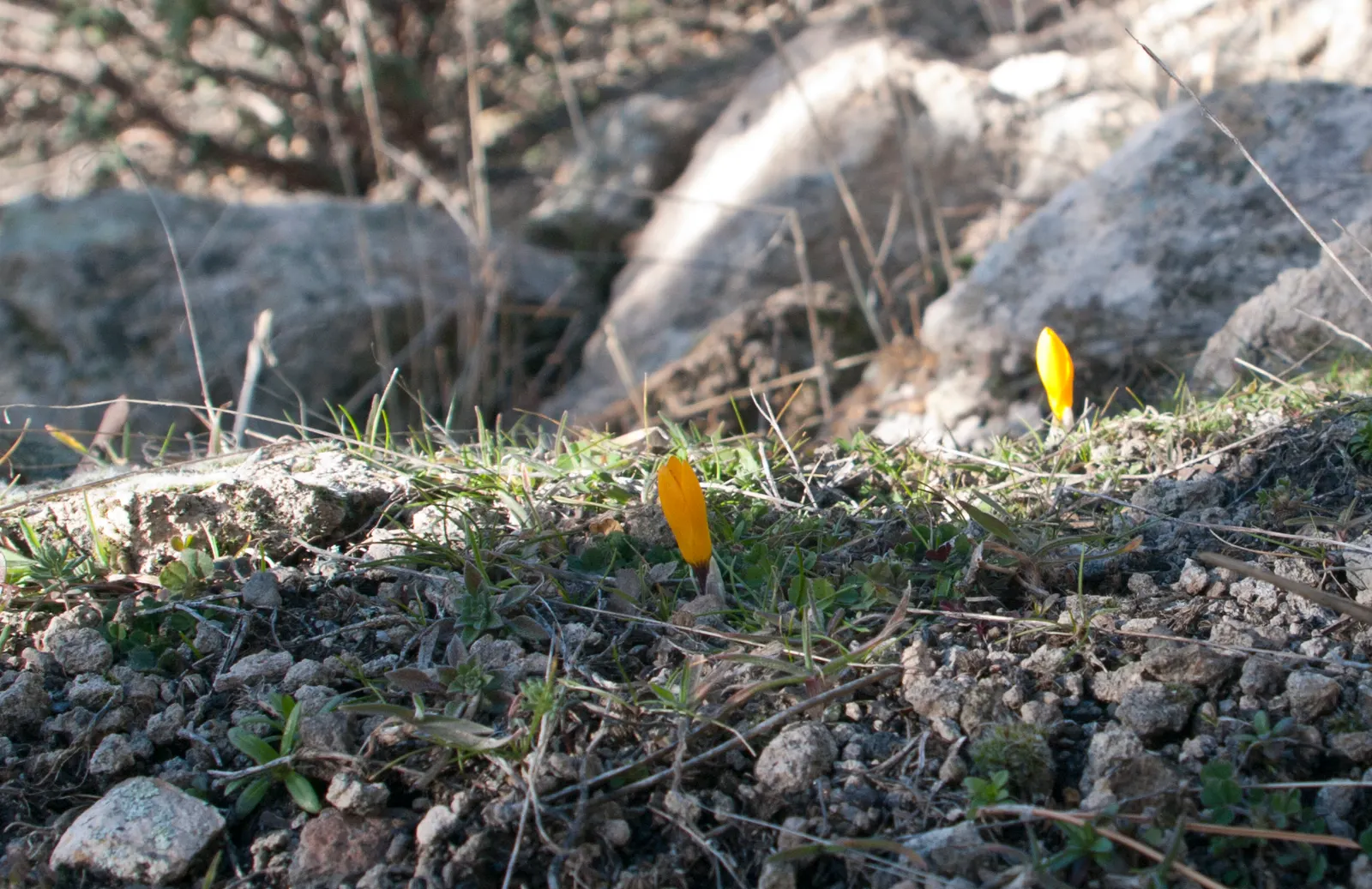 Snow Crocus (Crocus Chrysanthus) — reaching a height of 3-4 inches; the flowers come in a splendid array, image 128