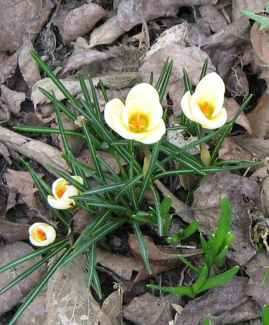 Snow Crocus (Crocus Chrysanthus) — is a delightful harbinger of spring; plant bulbs at a depth of 3 inches, in well-drained soil for a splash of color