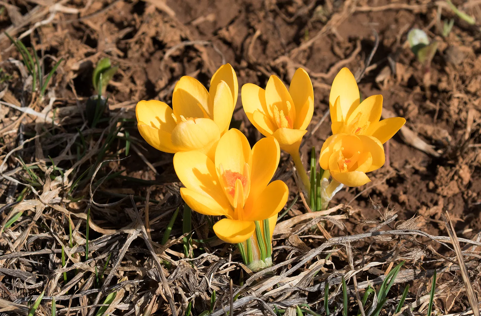Snow Crocus (Crocus Chrysanthus) — silvery or golden throated center; plant bulbs at a depth of 3 inches, in well-drained soil for a splash of color, image 139