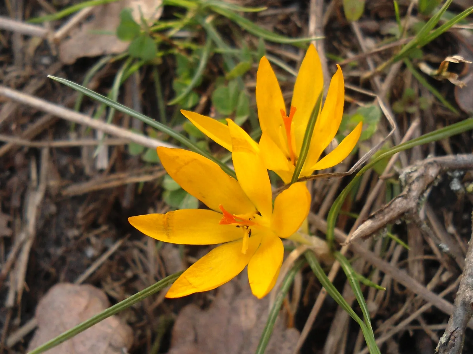 Snow Crocus (Crocus Chrysanthus) — these low-maintenance flowers are also resistant to deer and attract early pollinators like bees; the flowers, image 101