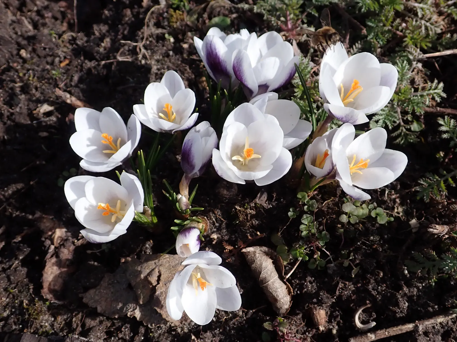 Snow Crocus (Crocus Chrysanthus) — from creamy whites and sunny yellows to deep purples and bicolored petals