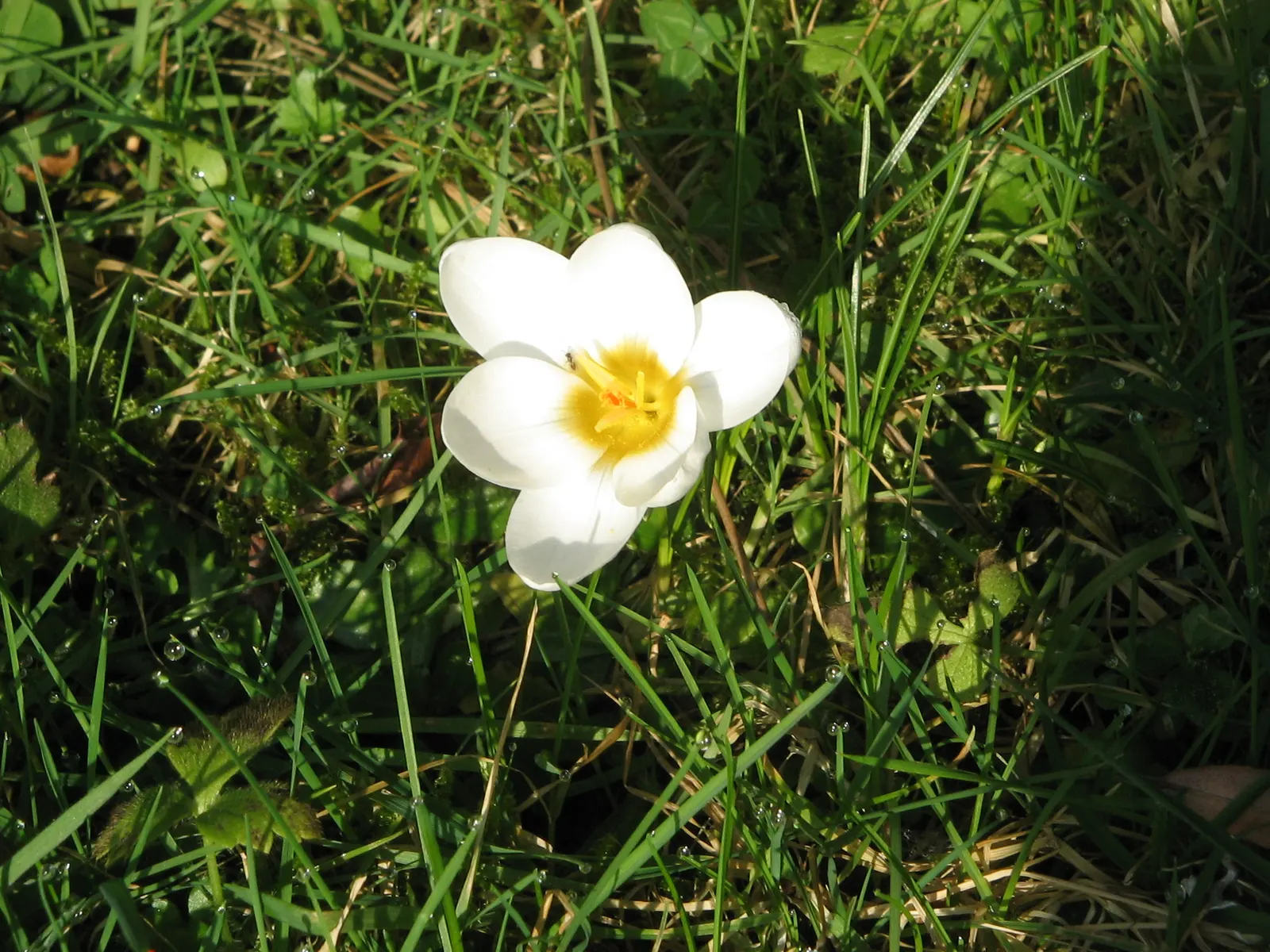 Snow Crocus (Crocus Chrysanthus) — bulb with lavender and purple and white and yellow blooms; the flowers come in a splendid array, image 62