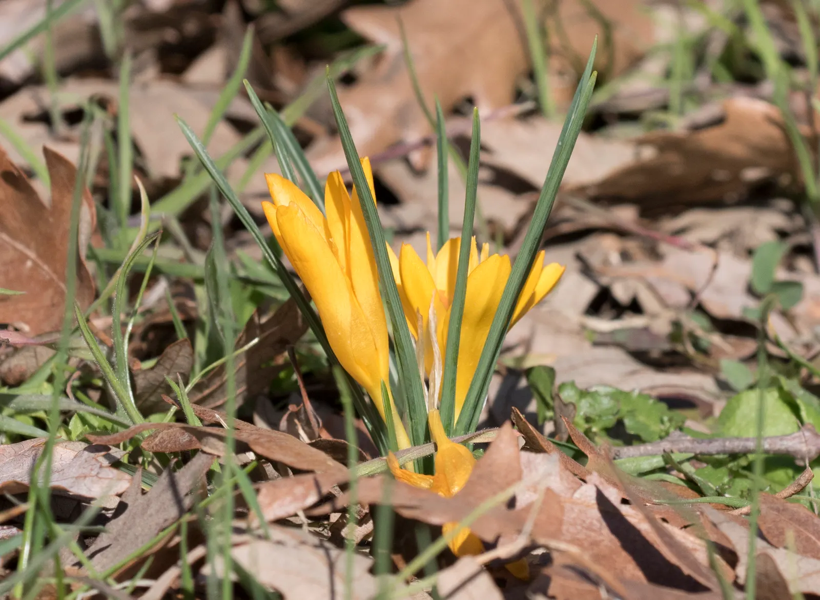 Snow Crocus (Crocus Chrysanthus) — bulb with lavender and purple and white and yellow blooms; the flowers come in a splendid array, image 125