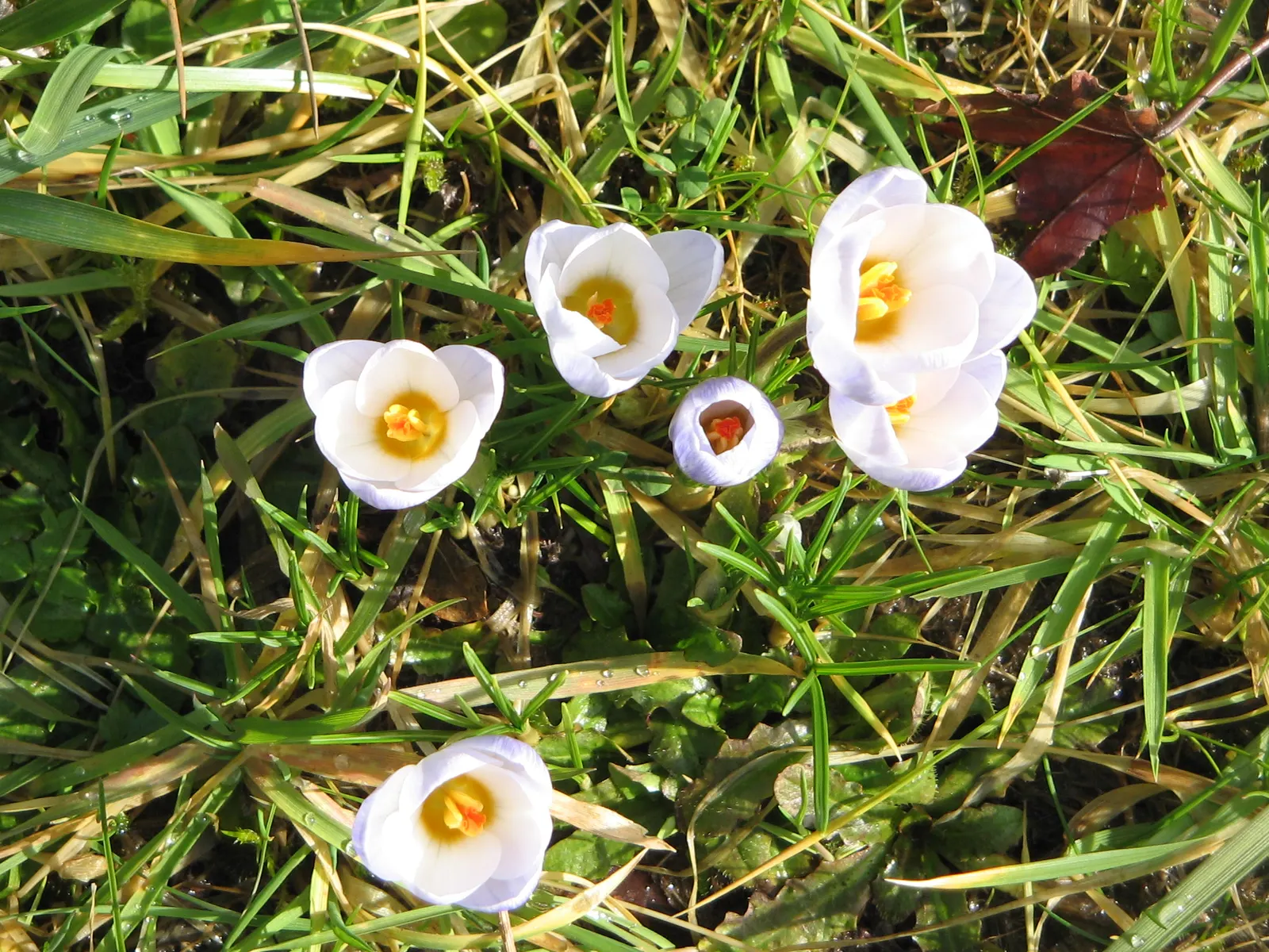 Snow Crocus (Crocus Chrysanthus) — bulb for full or half; contributing to a thriving ecosystem within your client's garden sanctuary, image 147