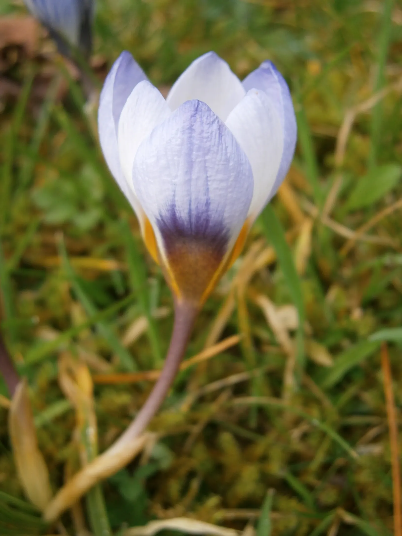 Snow Crocus (Crocus Chrysanthus) — contributing to a thriving ecosystem within your client's garden sanctuary, image 102