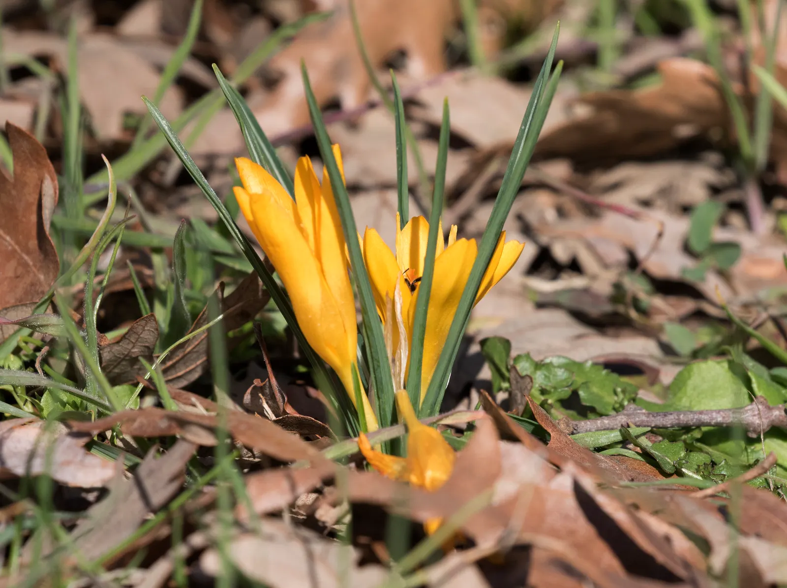 Snow Crocus (Crocus Chrysanthus) — from creamy whites and sunny yellows to deep purples and bicolored petals; contributing to a thriving ecosystem, image 96