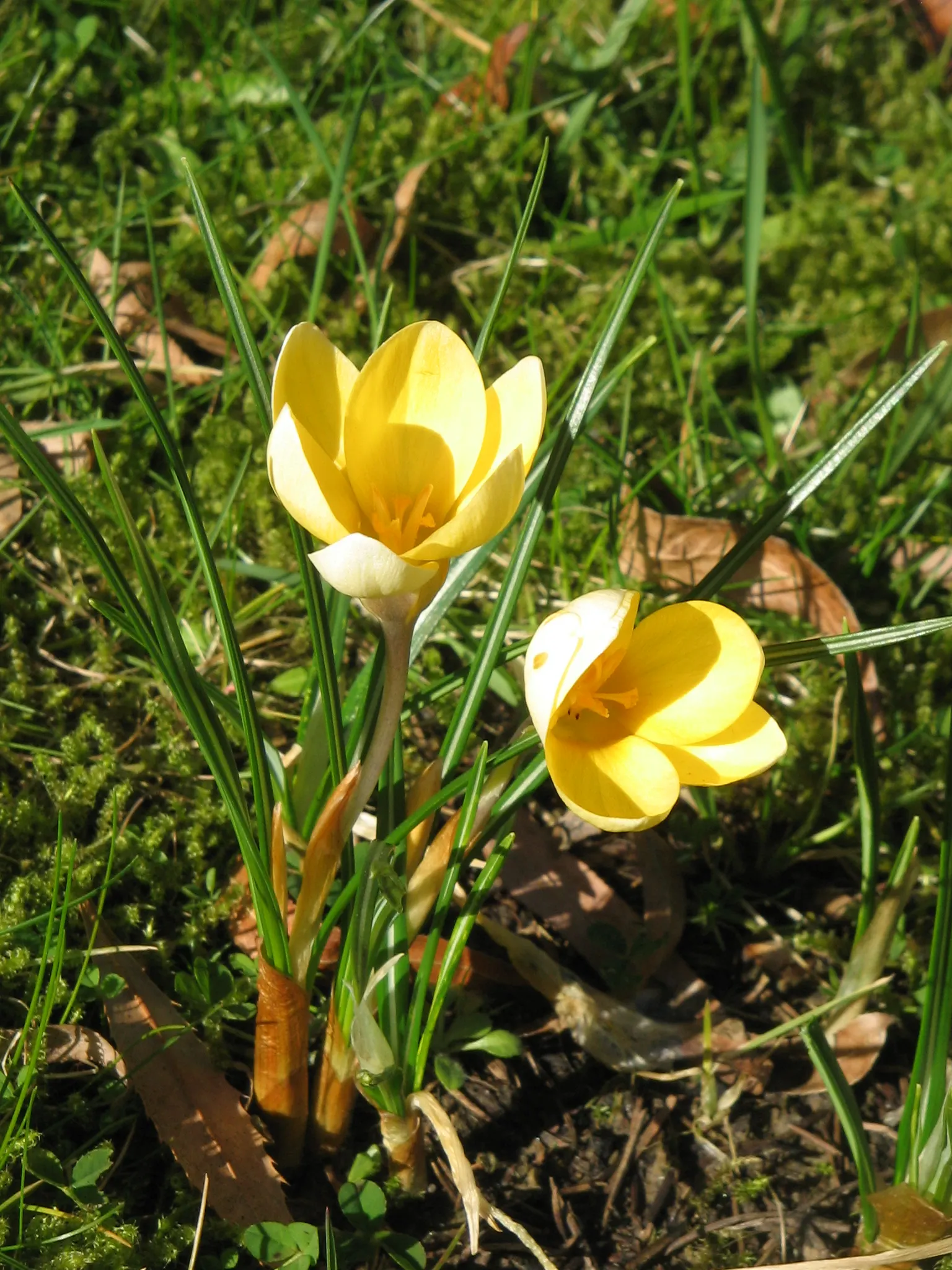 Snow Crocus (Crocus Chrysanthus) — is an early spring herald with a bloom size of about 1-1.5 inches; plant bulbs at a depth of 3 inches, in, image 43