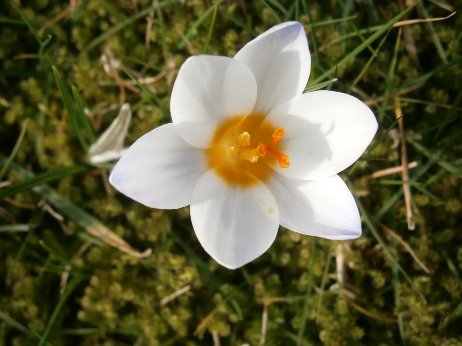 Snow Crocus (Crocus Chrysanthus) — the Snow Crocus reaches a modest height of 3 to 4 inches and bears a width of approximately 2 to 3 inches, image 156