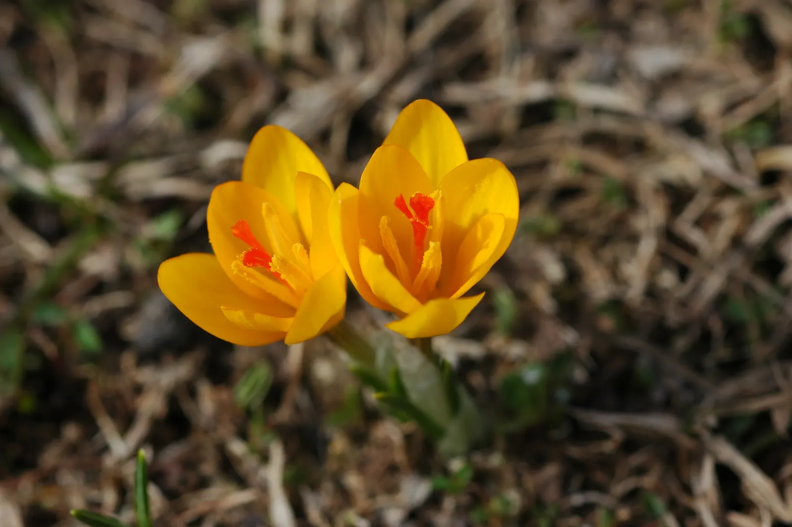 Snow Crocus (Crocus Chrysanthus) — the Snow Crocus should be planted in well-drained soil with a preference for full to partial sunlight exposure, image 57