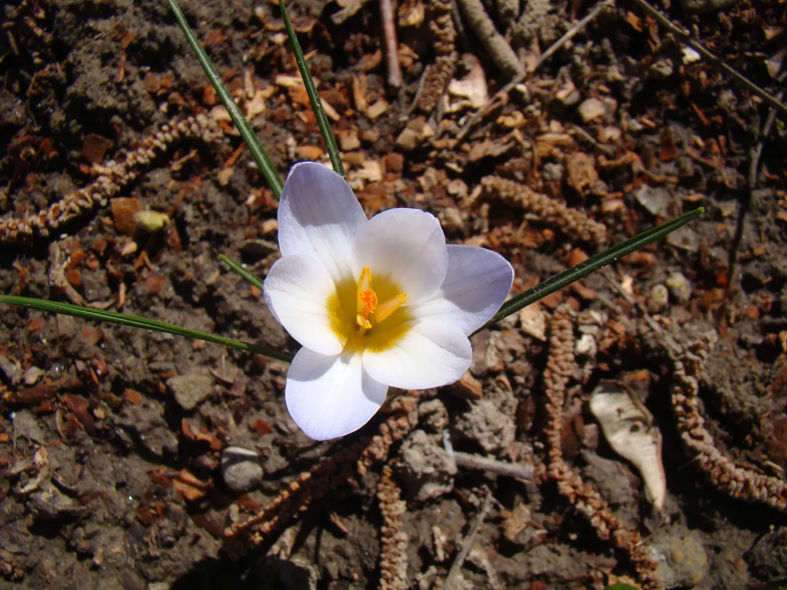 Snow Crocus (Crocus Chrysanthus) — These hardy perennials feature goblet-shaped flowers in varied hues; contributing to a thriving ecosystem within, image 150