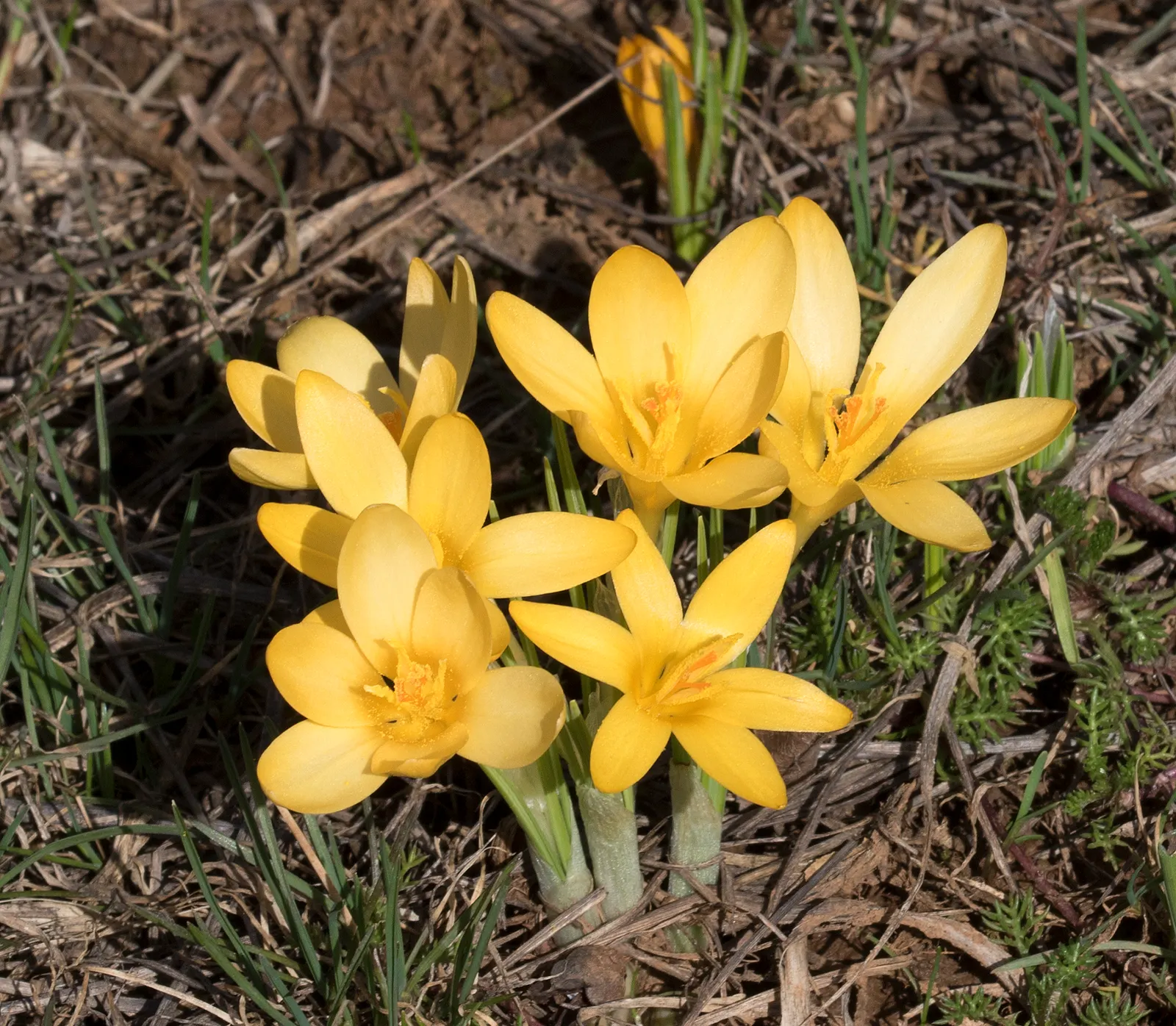 Snow Crocus (Crocus Chrysanthus) — scientifically named Crocus chrysanthus; contributing to a thriving ecosystem within your client's garden, image 132