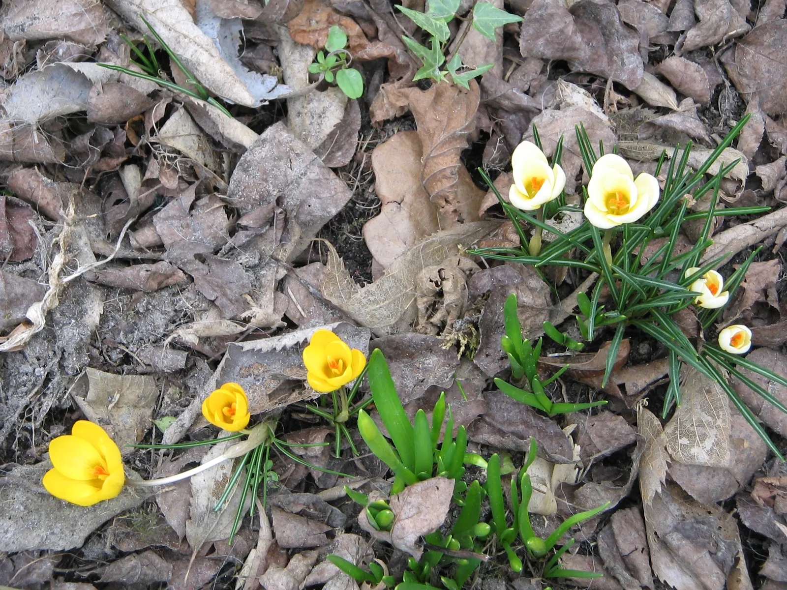 Snow Crocus (Crocus Chrysanthus) — The cup-shaped flowers perched on slender stalks emerge from grass-like foliage that is finely textured; the, image 140