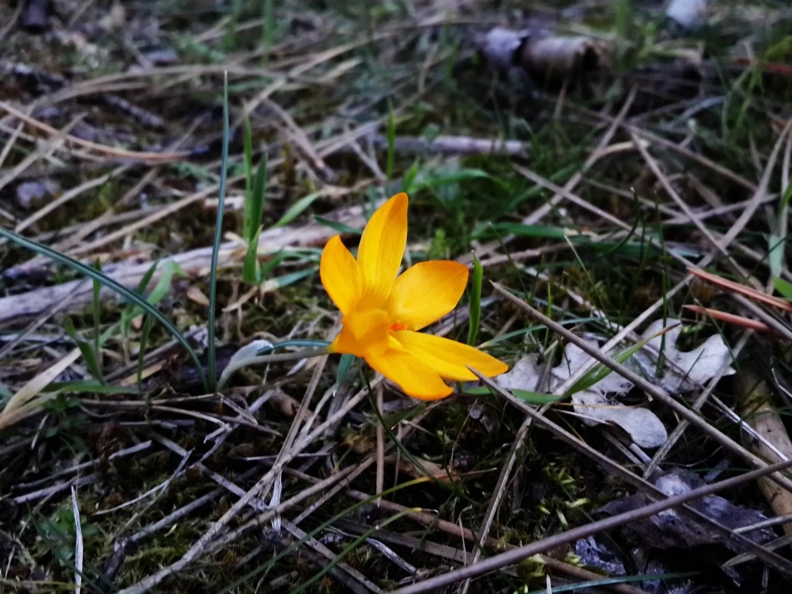 Snow Crocus (Crocus Chrysanthus) — making it ideal for planting in rock gardens; plant bulbs at a depth of 3 inches, in well-drained soil for a, image 157