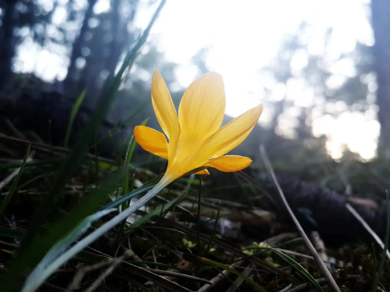 Snow Crocus (Crocus Chrysanthus) — contributing to a thriving ecosystem within your client's garden sanctuary, image 144