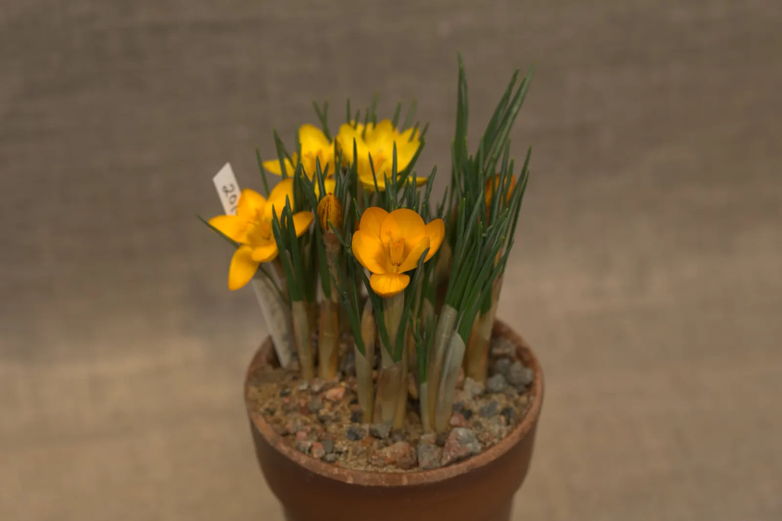 Snow Crocus (Crocus Chrysanthus) — These hardy perennials feature goblet-shaped flowers in varied hues; contributing to a thriving ecosystem within, image 87