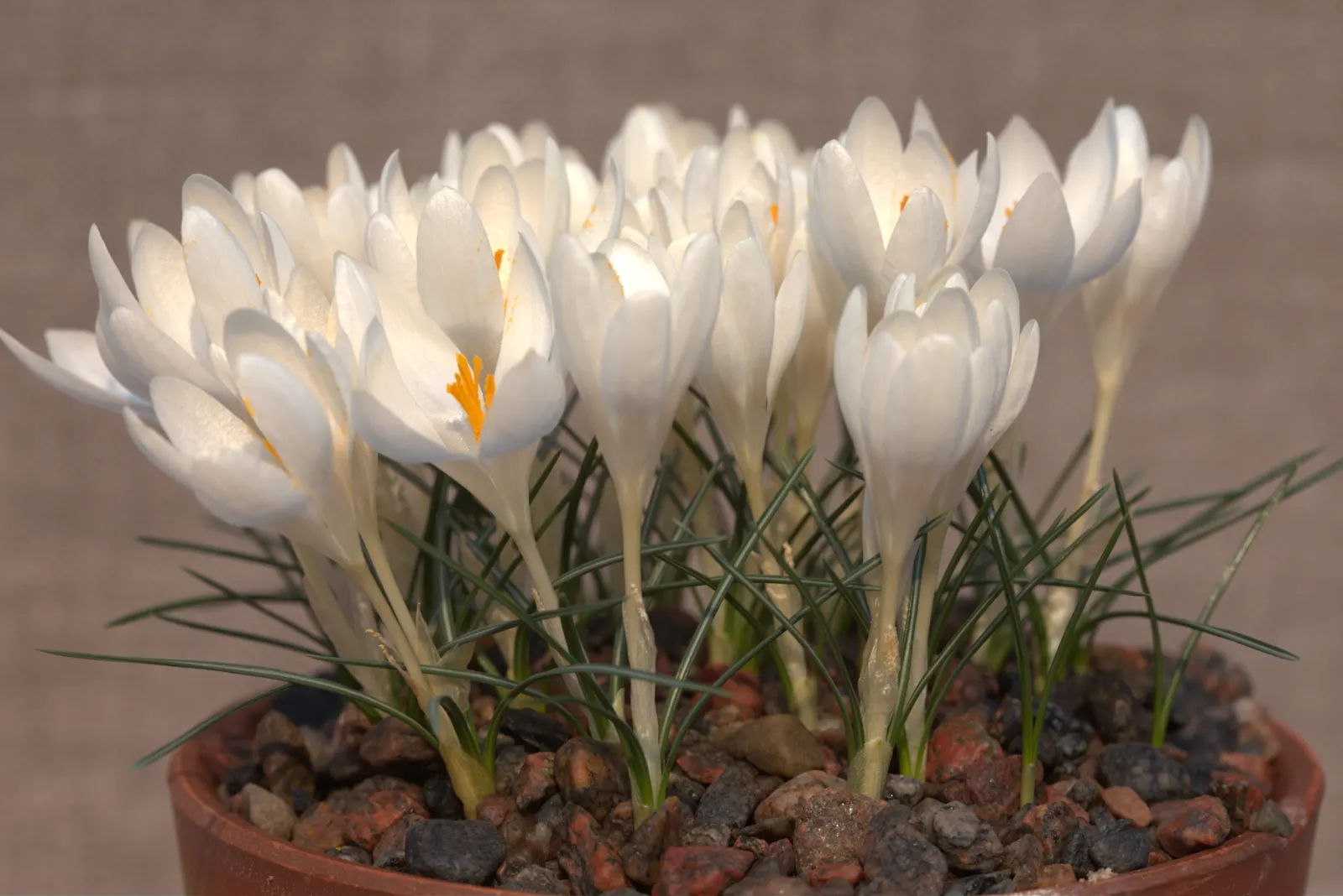 Snow Crocus (Crocus Chrysanthus) — lavender and purple and white and yellow flowers in the garden; plant bulbs at a depth of 3 inches, in, image 145