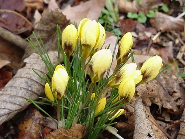 Snow Crocus (Crocus Chrysanthus) — these low-maintenance flowers are also resistant to deer and attract early pollinators like bees; the flowers, image 143