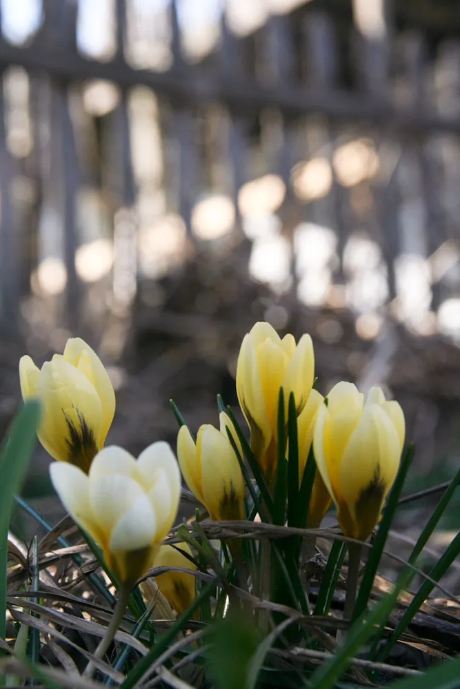 Snow Crocus (Crocus Chrysanthus) — is a delightful harbinger of spring; plant bulbs at a depth of 3 inches, in well-drained soil for a splash of, image 133