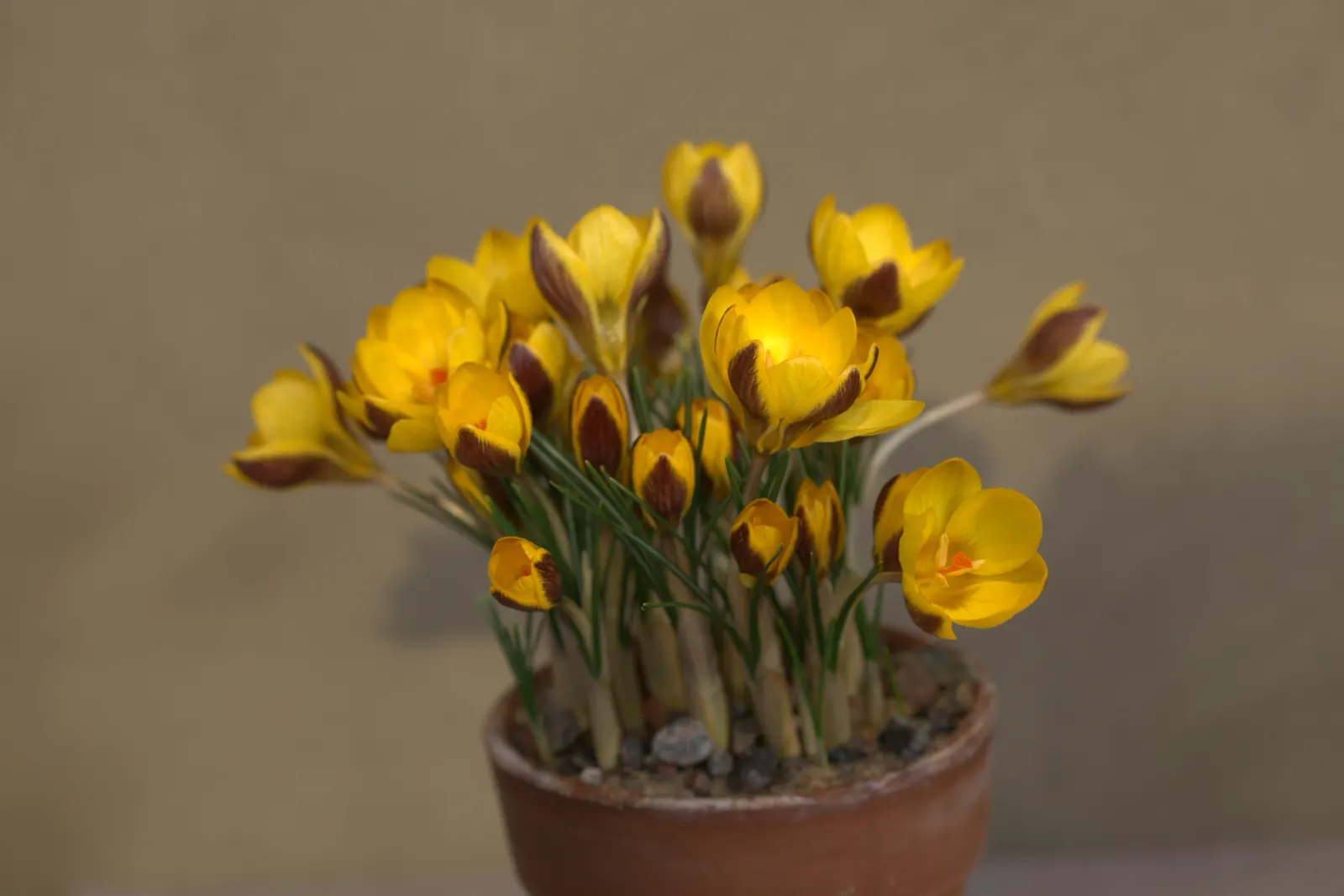 Snow Crocus (Crocus Chrysanthus) — silvery or golden throated center; plant bulbs at a depth of 3 inches, in well-drained soil for a splash of color, image 97
