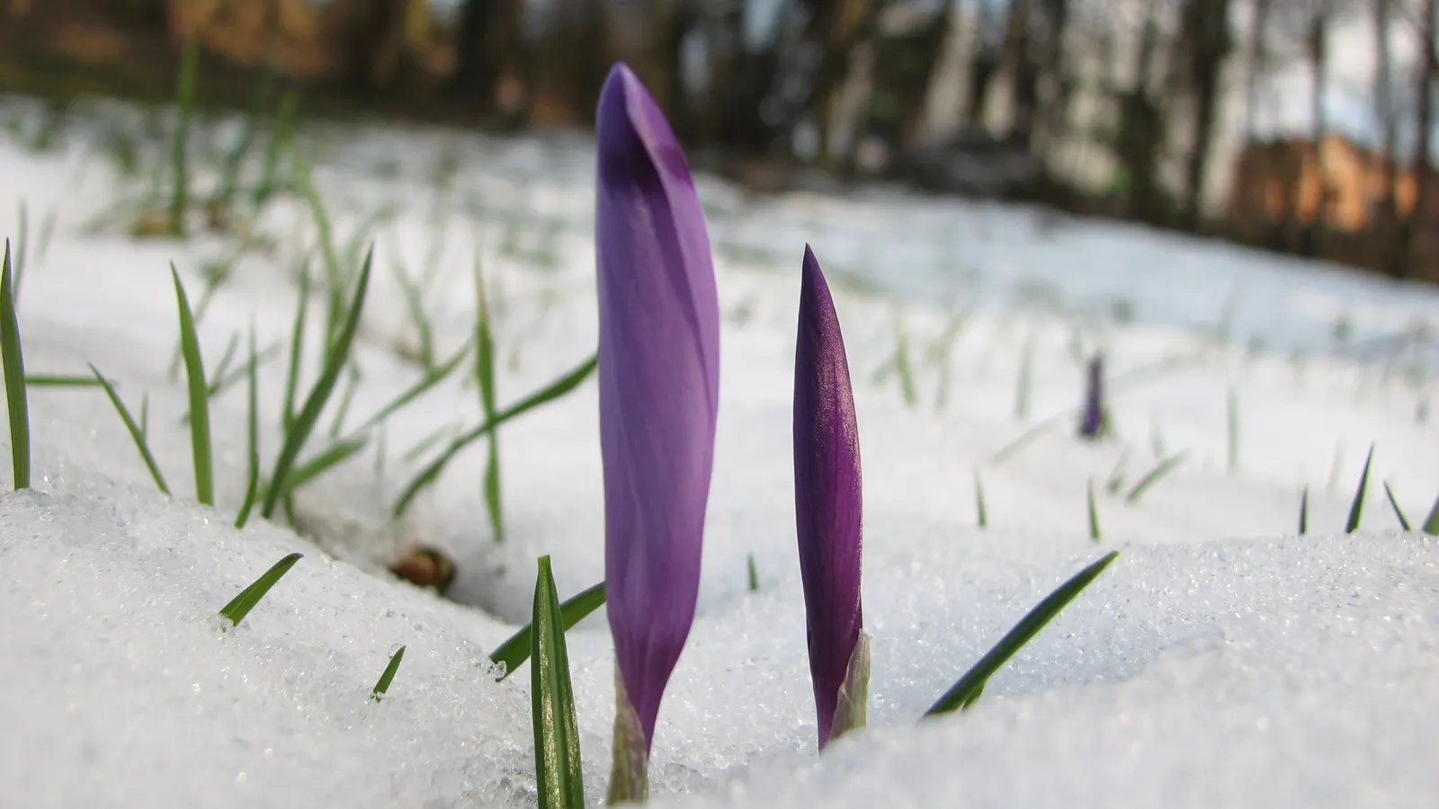 Snow Crocus (Crocus Chrysanthus) — bulb for full or half; contributing to a thriving ecosystem within your client's garden sanctuary
