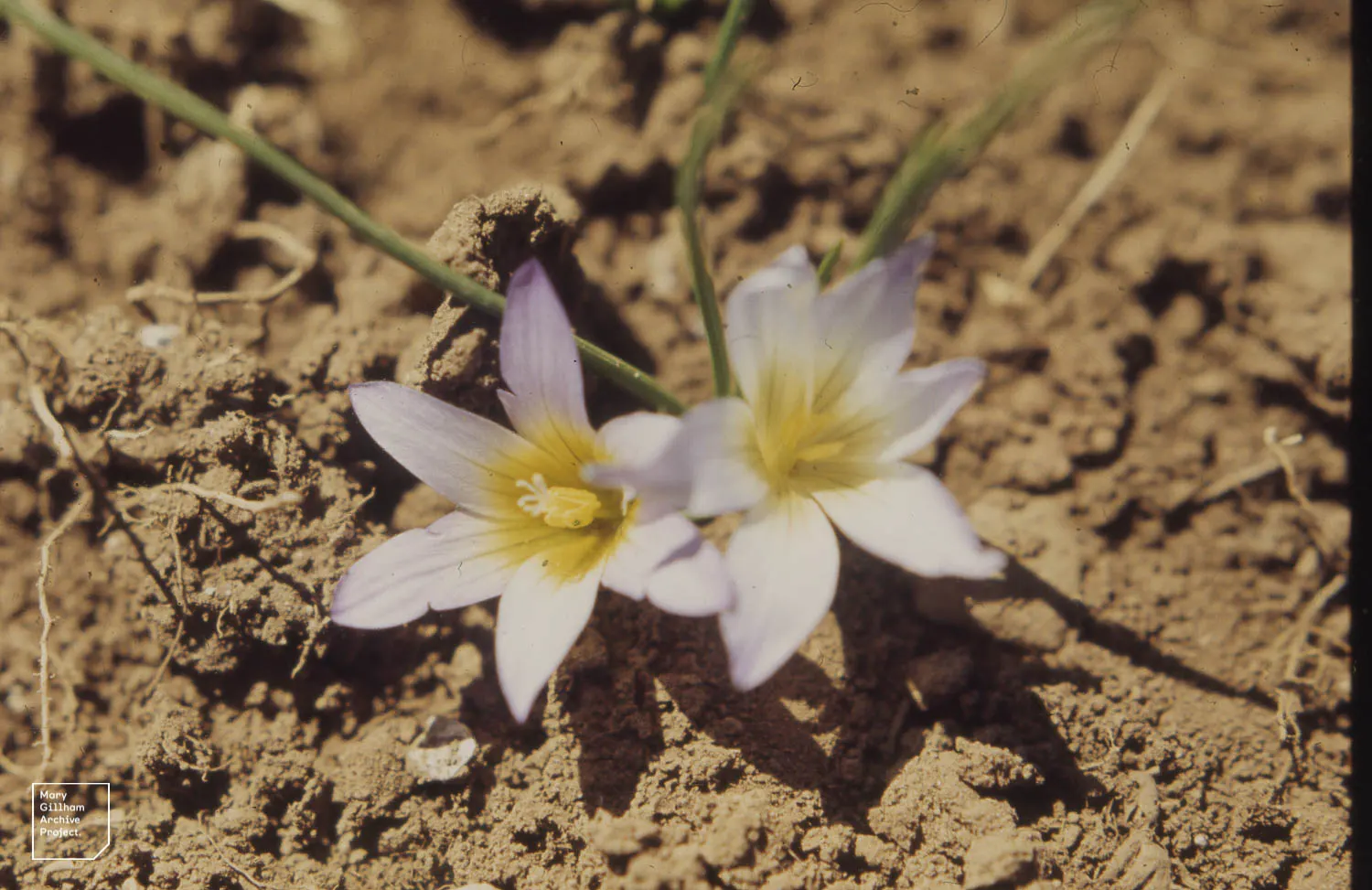 Snow Crocus (Crocus Chrysanthus) — lavender and purple and white and yellow flowers in the garden; plant bulbs at a depth of 3 inches, in, image 103