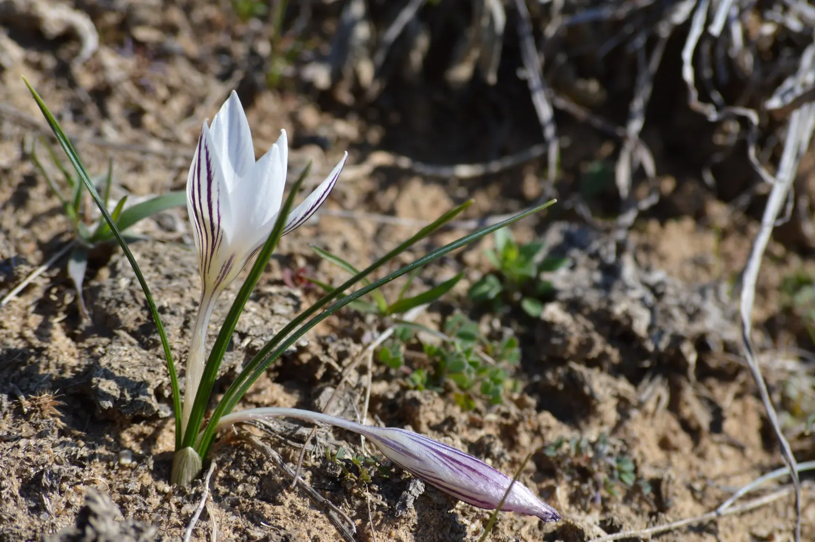 Snow Crocus (Crocus Chrysanthus) — These hardy perennials feature goblet-shaped flowers in varied hues