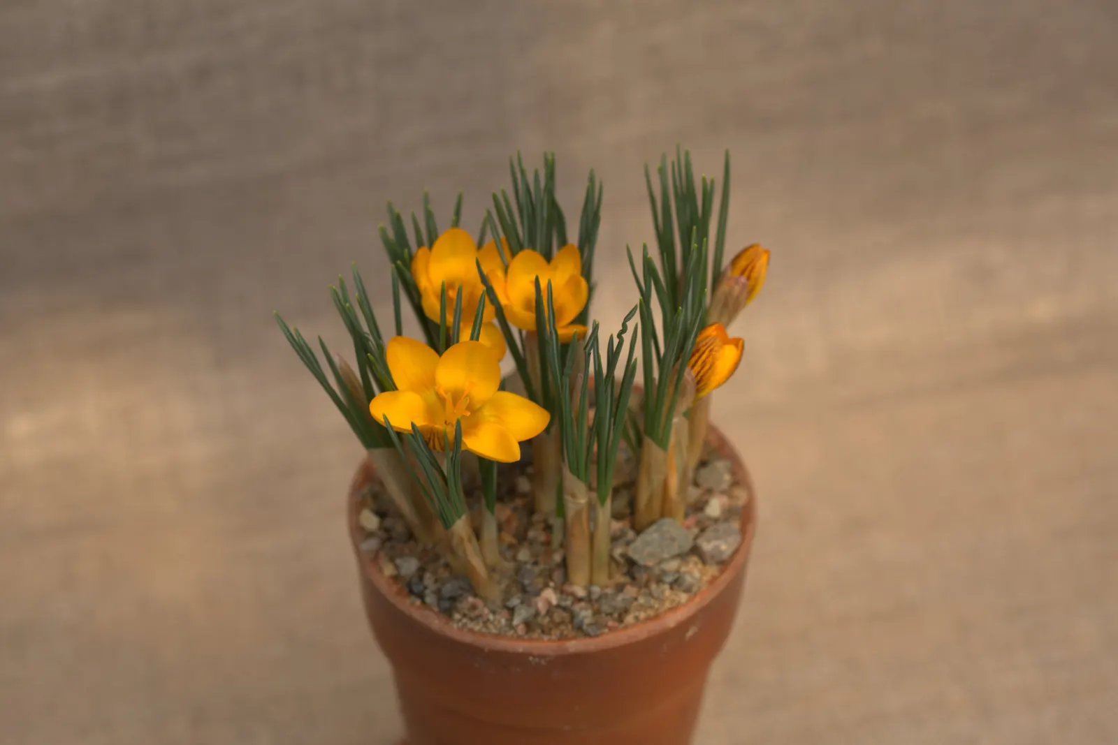 Snow Crocus (Crocus Chrysanthus) — scientifically named Crocus chrysanthus; contributing to a thriving ecosystem within your client's garden sanctuary
